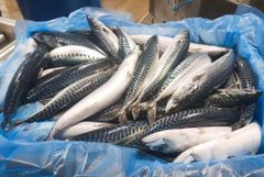 Fresh Frozen Mackerel Fish - Image 3
