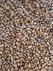 Natural Sugar Beans Dry Premium Edible Beans For Family Meals Restaurants Catering Services Food Stores - Image 2