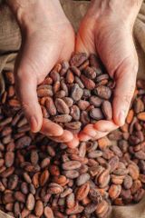 Cocoa Beans – product photo 2, product detail gallery