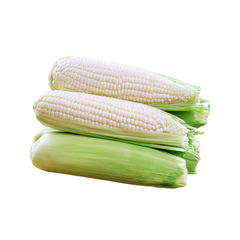 High demand white corn bulk order natural maize fast shipment - Image 2