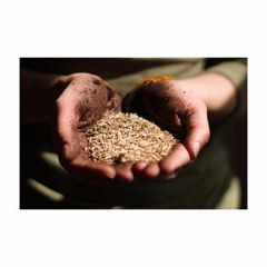 Bulk Alfalfa Seed Supplier – Pure High Quality Agricultural Seed for Hay, Pasture, Sprouting, Livestock Nutrition, Soil Improvement, and International Wholesale Markets - Image 1