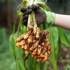 Turmeric Finger – product photo 1, product detail gallery