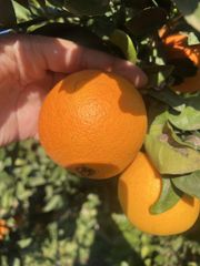 ORANGE VALENCIA - Image 2