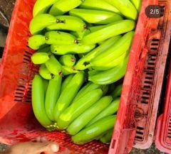 FRESH CAVENDISH BANANA - Image 4