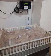 Hubbsi Hake B&P - Image 2