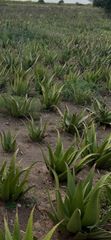 ALOEVERA GUM Origin Kenya Lead Time One - Image 3