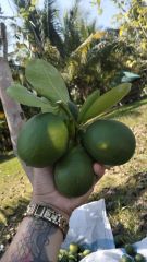 green lemon - Image 4