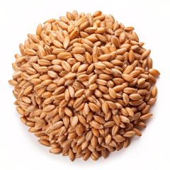 Barley  Natural Wheat Grain, Packaging Type : PP Bag, Gunny Bag at Rs 25 in - Image 1