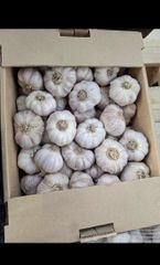 Garlic – product photo 1, product detail gallery