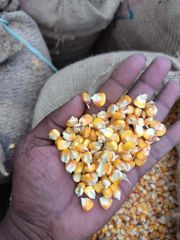 yellow corn - Image 2