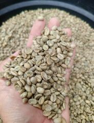 INDONESIAN SPECIALTY ARABICA GREEN COFFEE BEANS FULL WASHED, CUPPING SCORE 85.3 - Image 2