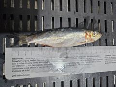 AUSTRAL SARDINES 2X10 KG FROZEN BLOCKS - Image 2