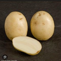 Potato - Image 1
