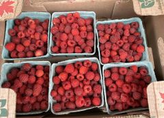 Premium  Fresh Strawberry Origin South Africa Moisture Content ~90% Brix 7–12 °brix (variety-dependent) Shelf Life 5–7 Days At 0–4°c (85–90% - Image 1