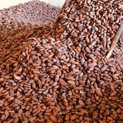 Cocoa Beans