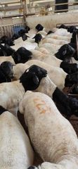 Live Stock sheep & Goat - Image 2