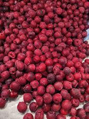 IQF frozen pitted sour cherries from Serbia - Ned Boske