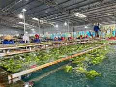 Fruit Texture Thin Skin Flavor Naturally Sweet Size Uniformity Uniform Size Packaging 13–14kg Carton Boxes Packing Type 4-5-6-7-8 Hands Per - Image 1