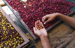 High Quality Robusta From Vietnam With Premium Flavor Wholesale Good Price Roasted Ground Coffee In VietNam OEM Ground Coffee – product photo 6, product detail gallery
