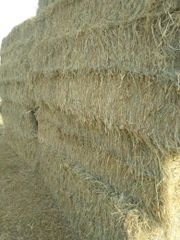 Rhode Grass - Image 1