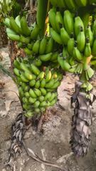 Banana – product photo 3, product detail gallery