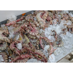 Frozen Seafood of Tiger Prawn from Indonesia Sea From 10 to 25 kg with IIQF/BQF, and master cartoon packing - Image 3