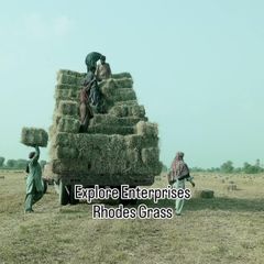 Rhodes Grass - Image 1