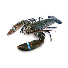 Premium quality raw whole lobster prepared for bulk buyers with fast delivery - Image 4