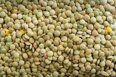 Green Lentil - Image 1