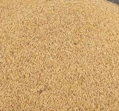 Process cashew, raw cashew, soyabeans, cocoa beans, sesame seed, cassava chips and more - Image 2