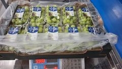 Egyptian Fresh Red Onion – Export Quality – product photo 2, product detail gallery