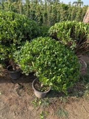 Semi ficus football shaped available for export big stock available like ficus nitida and panda ficus - Image 4