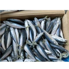 Frozen Mackerel Frozen Whole Fish Mackerel 18+ - Image 1