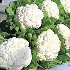 Fresh Cauliflower Grade Goods Style Fresh Weight (kg) 10 Content Natural Manufacturer Yes Address Cape town Shelf Life 25 - Image 5