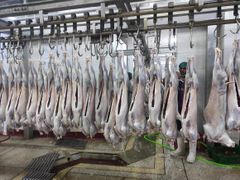 HALAL FRESH CHILLED GOAT MUTTON MEAT/ LAMB MEAT CARCASS ready for export from Pakistan - Image 5