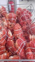 Lithodes Santolla - Chilean King Crab - Image 1