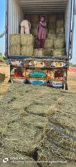 Rhodes Grass Hay A+ Premium Quality | Pakistan Export | Livestock Feed Bulk Supplier - Image 4
