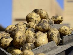 Fresh Potato – product photo 1, product detail gallery