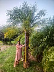 Phoenix palm clear trunk is 2 meter and the total height with leafs is almost 4 meter - Image 1