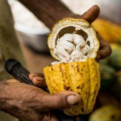Cocoa Beans – product photo 1, product detail gallery