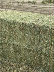 Rhode Grass - Image 1