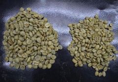 Brazilian Arabica Green Coffee Beans – FC Santos, 17/18 Screen – product photo 3, product detail gallery