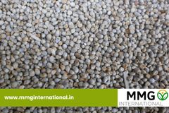 Fresh Green Millet – product photo 1, product detail gallery