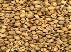 Robusta Coffee Green Beans Indonesia Java – product photo 3, product detail gallery
