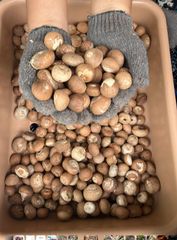 Betel nuts - Image 4