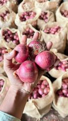 onion - Image 3
