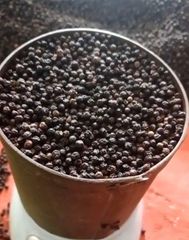 BLACK PEPPER - Image 2