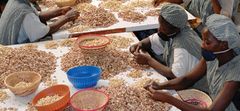 Premium Cashew Kernels (Grades WW320 / WW240) Whole Cashew Kernels – Export Quality Hand-selected Premium Cashew Nuts from Burkina Faso - Image 3