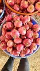 Onion Packaging 10 Color Red And Yellow Shelf Life Long-lasting Quality Standard Export Quality Harvest Maturity At Peak Maturity - Image 2