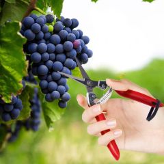 200mm Straight Curved Stainless Steel Blade Pruning Shears Scissors - Image 6